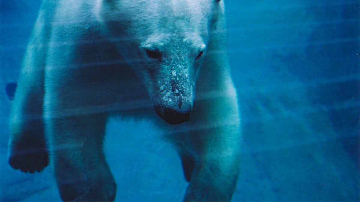 Véhicule Vayo devant l'Aquarium du Québec